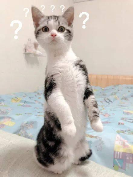 学会吃瓜的猫,揭秘猫咪的神秘饮食习惯