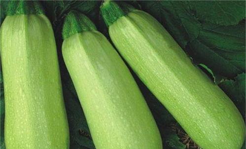 番瓜热门的吃瓜网站,番瓜网带你畅游娱乐热点