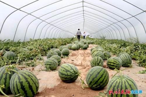 在街道吃瓜,品味市井生活百态