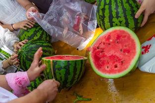 吃瓜玩具视频大全,吃瓜玩具视频大全盘点