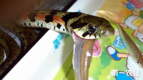 蛇吃瓜,一场奇妙的生态盛宴