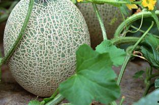 胃酸吃哈密瓜,胃酸过多者的哈密瓜饮食攻略