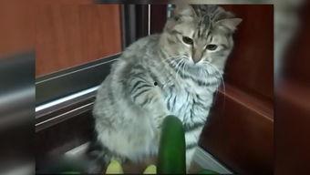 小瓜小猫可以吃吗,揭秘猫咪能否享用美味小瓜