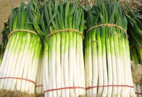 大葱变异瓜怎么吃,大葱变异瓜的独特食用方法揭秘