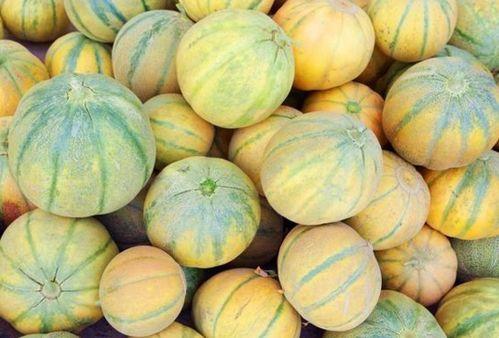 老汉瓜啥时间可以吃