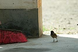 麻雀吃瓜的图片真实,自然生态和谐画面