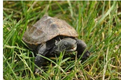 小乌龟吃瓜搞笑文案,欢乐无限搞笑瞬间