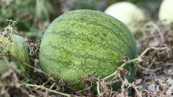 兰州吃的啥瓜,探寻这座城市的瓜类美食之旅