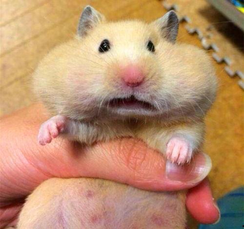 仓鼠只吃瓜,仓鼠的美食日记