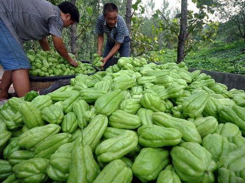 结瓜怎么吃,从家常到创意，解锁美味新境界