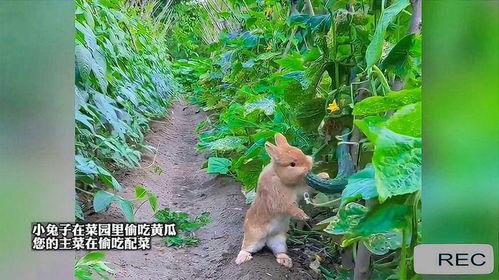 兔子吃瓜怎么写,探寻自然界的趣味生态现象