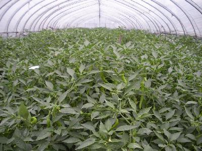 孙家吃瓜,揭秘娱乐圈背后的故事与真相