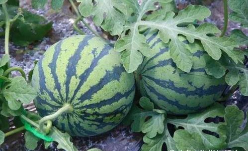 吃西瓜的瓜吧,探寻“吃西瓜的瓜”的独特魅力