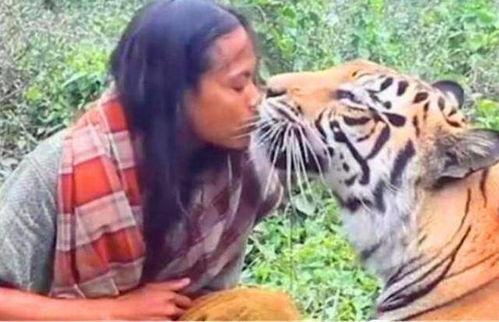 做梦偷瓜遇到老虎吃瓜,一场惊心动魄的奇幻冒险