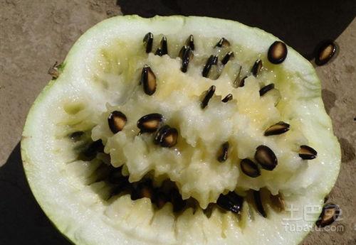 没籽瓜做法凉吃,没籽瓜凉拌，轻松打造家常凉菜新宠