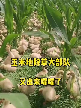 在线小羊吃瓜,趣味横生的在线互动体验