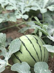 利川网红吃瓜,揭秘网络红人的幕后故事