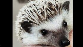 keke团子吃瓜,揭秘keke团子吃瓜背后的娱乐风云