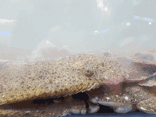 章鱼吸吃瓜,意外吸食瓜果的趣味瞬间