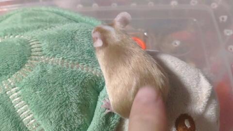 老鼠尾巴瓜咋吃,老鼠尾巴瓜的独特食用方法揭秘