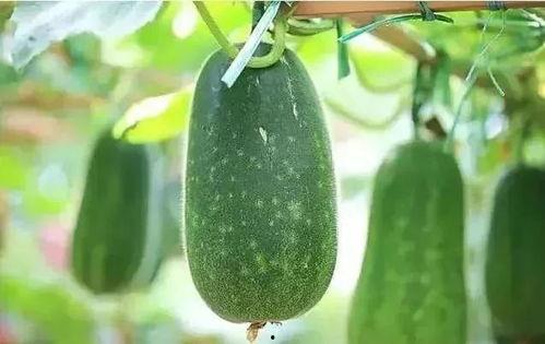 考试前可以吃瓜吗,吃瓜还是专心备考？