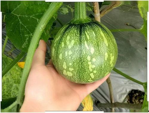 吊瓜不熟做什么吃,创意料理新尝试