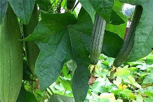 付水瓜怎么吃,解锁夏日清凉美食新境界