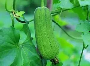 金宇国际吃瓜,揭秘娱乐圈的“吃瓜”风云