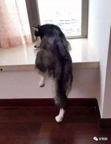 二哈吃瓜群众,揭秘网络热点的“哈式”解读