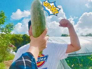 吃瓜群众2012,吃瓜群众视角下的社会变迁与热点事件回顾