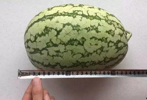 玄学算命科学吃瓜