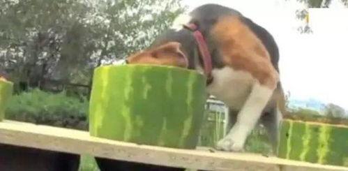 狗狗吃瓜比赛视频,一场欢乐的吃瓜盛宴