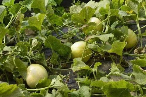 最新吃瓜地址,探寻娱乐圈最新八卦风云 第2张 最新吃瓜地址,探寻娱乐圈最新八卦风云 第2张