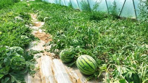 深圳吃瓜最新,揭秘网红美食背后的故事