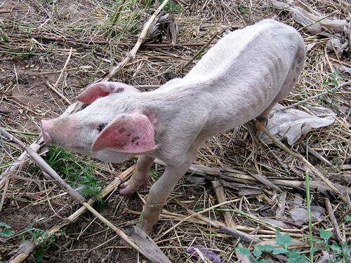 骑猪吃瓜系统,揭秘古代奇特的饮食文化现象