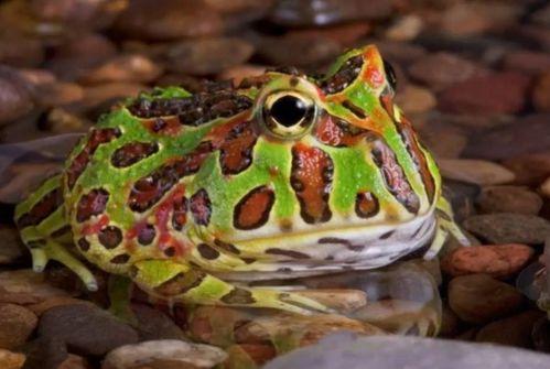 青蛙买崽吃瓜,一场奇妙的生态冒险之旅