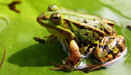 青蛙买崽吃瓜,一场奇妙的生态冒险之旅  第3张