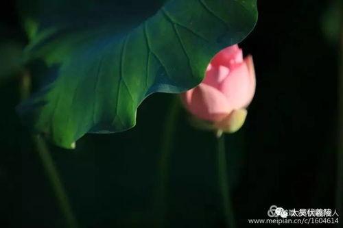 池上碧莲为谁红 吃瓜  第3张