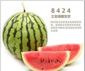 古中国吃瓜,从消暑佳品到雅趣生活的演变  第3张