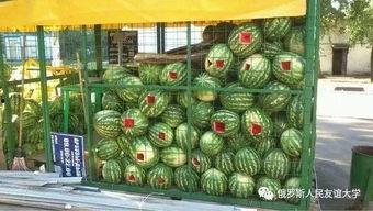 每日必吃大瓜51吃瓜,揭秘娱乐圈每日必吃大瓜，带你领略明星幕后故事  第2张