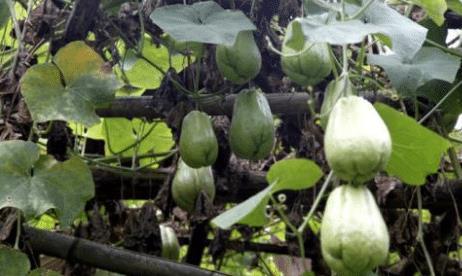 嫩茎瓜怎么吃,探索美味与营养的完美结合