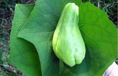 嫩茎瓜怎么吃,探索美味与营养的完美结合 第2张 嫩茎瓜怎么吃,探索美味与营养的完美结合 第2张