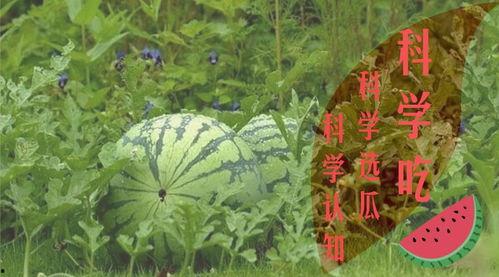 夏天要到了吃瓜群众,瓜果飘香——吃瓜群众夏日盛宴  第2张