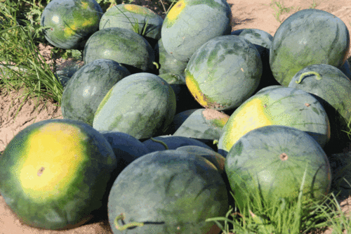 长乐区吃瓜,瓜果飘香,品味生活新滋味 第3张 长乐区吃瓜,瓜果飘香,品味生活新滋味 第3张