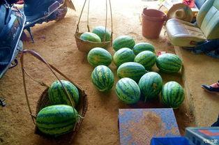 来瓜田吃瓜,夏日清凉时光