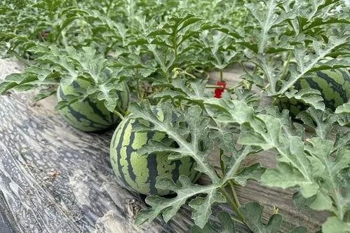 来瓜田吃瓜,夏日清凉时光  第2张