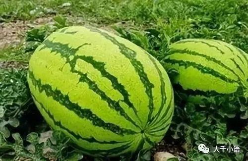 吃瓜魏一诺 第3张 吃瓜魏一诺 第3张