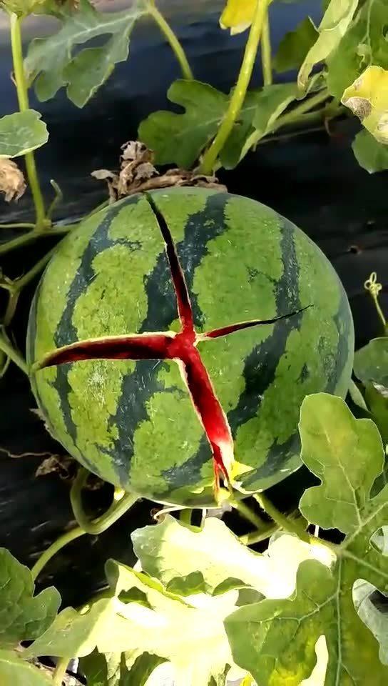 吃小瓜不好吗 第2张 吃小瓜不好吗 第2张