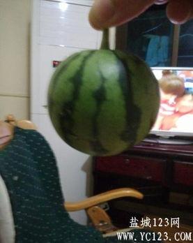 盐城吃瓜情侣  第3张