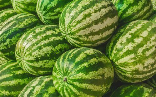 每天都在找瓜吃瓜,我的日常“吃瓜”之旅 第2张 每天都在找瓜吃瓜,我的日常“吃瓜”之旅 第2张